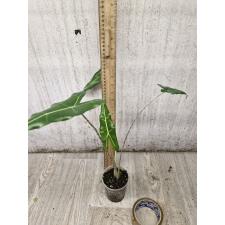 Alocasia sarian S 