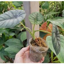 Alocasia nebula pot