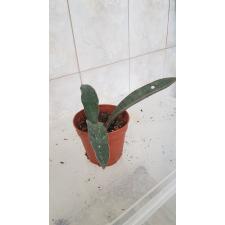 Sansevieria hallii Blue Bat pot уценка 2500р