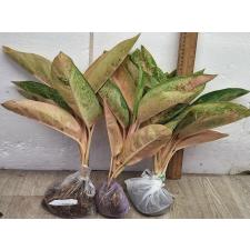 Аглаонема Пинки Банана / Aglaonema Pinky Banana A-48