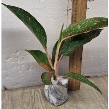 Аглаонема МонгколМани зеленая. / Aglaonema MongkolManee - green A-58