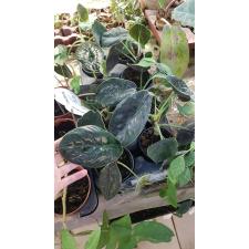 Alocasia azlanii pot уценка 850p