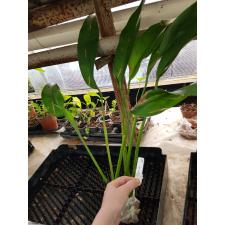 Philodendron sp. Thailand (narrow leaf) 499