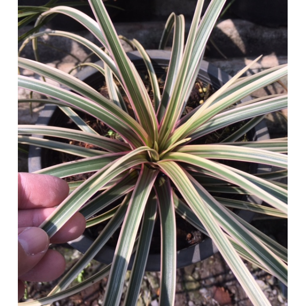 Тилландсия цыанея альбомаргината / Tillandsia cyanea albomarginata.