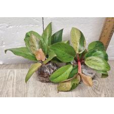 Philodendron Congo dwarf variegated