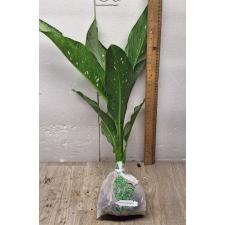 Dieffenbachia Udomsub (silver form).