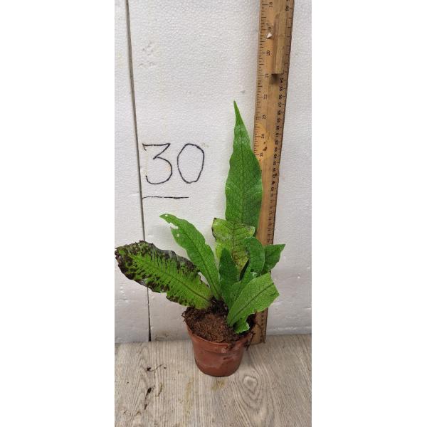 Microsorum Musifolium Crocodyllus (M)