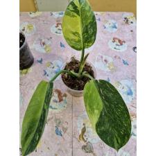 Philodendron - Green congo variegated стакан 2500р