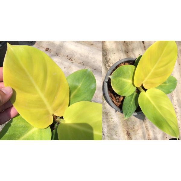 Philodendron melanonii 'Pure Gold' (round leaf).