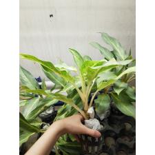 Aglaonema P-22 Sirikanchana