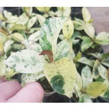 Ficus elastica moonshine 6 cm pot
