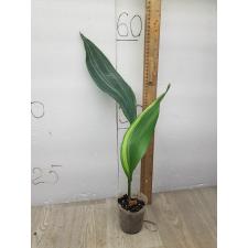 Aspidistra lurida 'Suisho' (variegata)