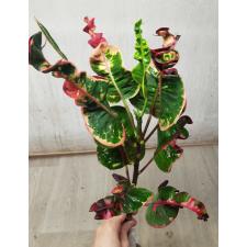 Codiaeum A28 Millionnaire