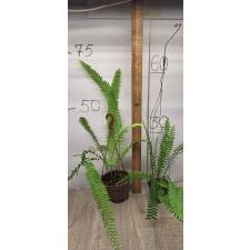 Nephrolepis cordifolia Handy длинный узкий жесткий
