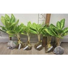 Аглаонема золотая ложка / Aglaonema Gold spoon A-105