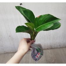 Aglaonema anklet green / Gamlai Yok A-88