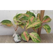 Аглаонема Сомпавтонг. / Aglaonema Sompawthong A-49