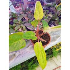 Philodendron Painted lady 17 cm pot