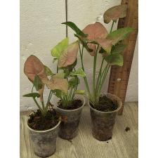 Сингониум Неон / Syngonium Neon