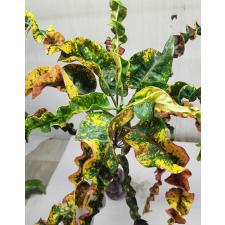 Codiaeum Thaw Tossapin 92 - 4500р