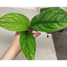 Монстера сп. Сиам Монстера / Monstera sp. Siam Monster (S)
