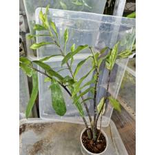 Zamioculcas zamiifolia variegated (long leaf) pot по 4800