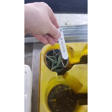 Sansevieria pinguicula (S) 579