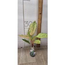 Aglaonema Lucky A-54