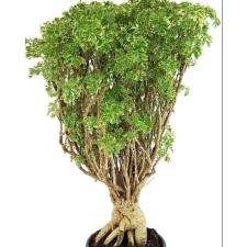 Polyscias Hawaiiana Ming Gold Bonsai (decorum)