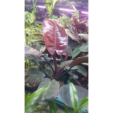 philodendron black cardinal d 12 cm