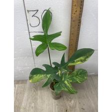 philodendron florida beauty variegated S pot