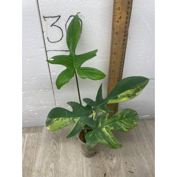 philodendron florida beauty variegated S pot