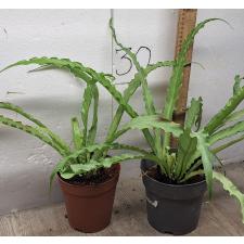 Асплениум антикьюм. / asplenium sp antiquum