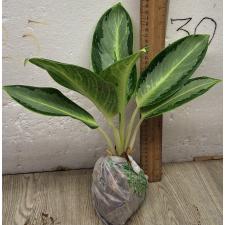 Аглаонема Длинный лист Банана / Aglaonema Long leaves Banana A-78