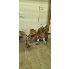 Aglaonema Diana A-116