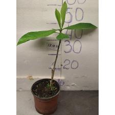 Гардения карината / Gardenia carinata 148/1