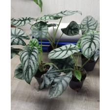 Alocasia Silver Dragon pot 800р