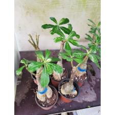 Adenium sp 8613