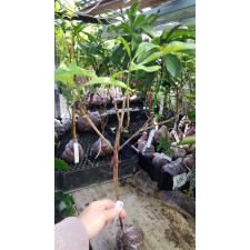 Gardenia gjellerupii 420