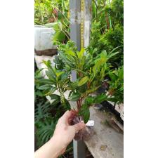 Ravenia spectabilis (red flower) 239