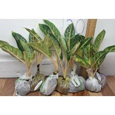 Аглаонема Индиана Кинг / Aglaonema Indiana King A-30