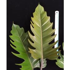 Philodendron Pin Amphan Choco