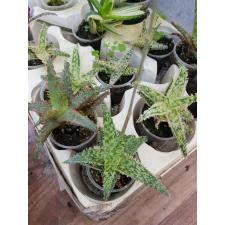 aloe sp mix