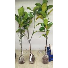 Артокарпус разнолистный ‘Петч Рача’ (привитый) / Artocarpus heterophyllus 'Petch Racha' (grafted)