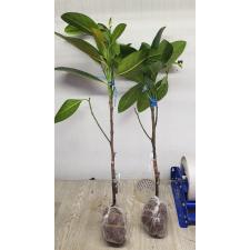 Artocarpus heterophyllus 'Lueng Bangtoey' (grafted) mart 19