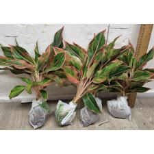 Аглаонема Аврора - Сияющий розовый / Aglaonema Aurora - Sparkling Pink A-10