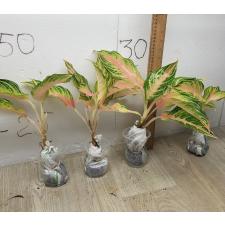 Aglaonema Pink Panama A-94