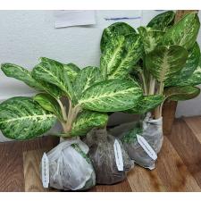 Аглаонема Сиам Компакт / Aglaonema A-106 Siam Compact