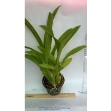 Онцидиум Дегармара “Винтер Вондерленд” ‘Уайт Фейри’ / Oncidium Dgmra. Winter Wonderland ‘White Fairy’