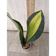 sansevieria masoniana variegata 2 L